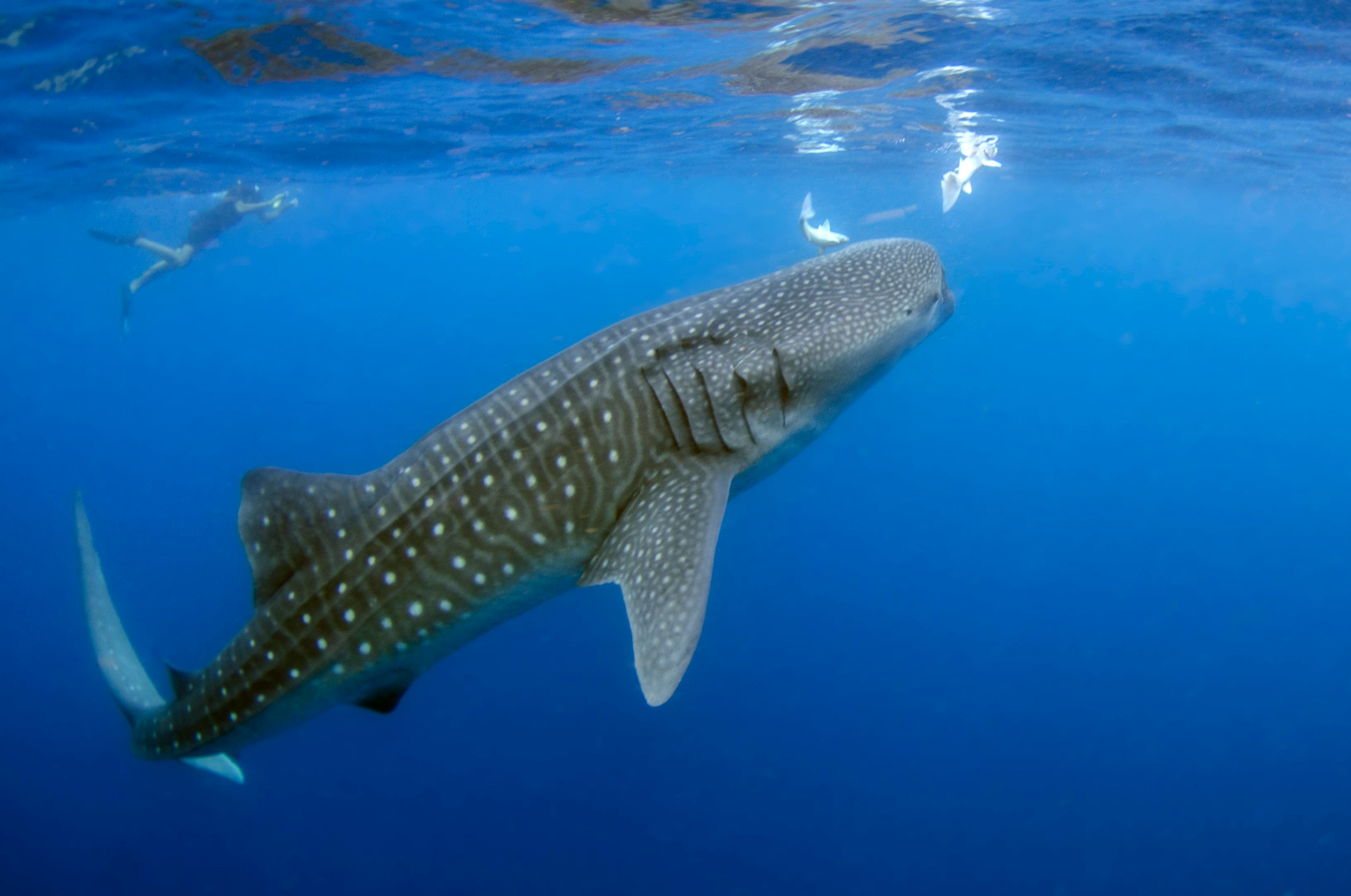 Snorkelaar zwemt naast walvishaai
